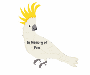 In Memory of Pom (1)